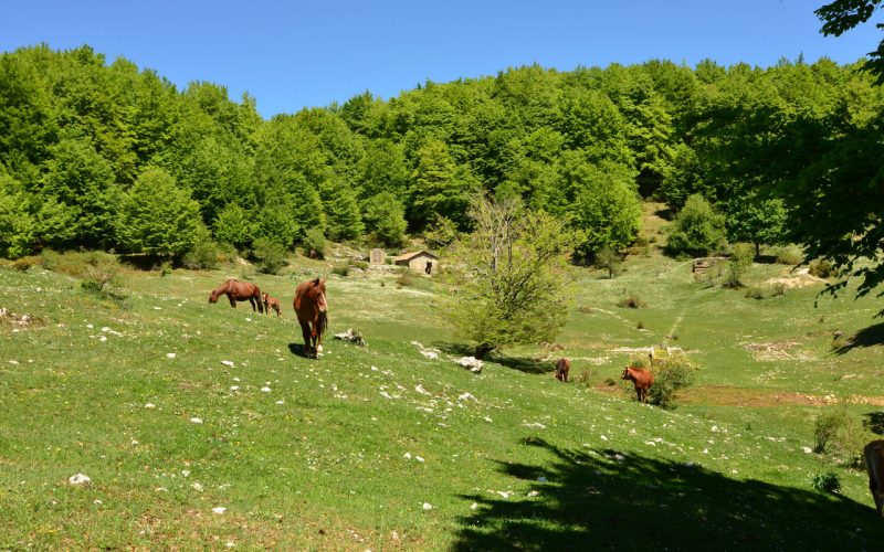 The Simbruini Mountains, discovering beech forests