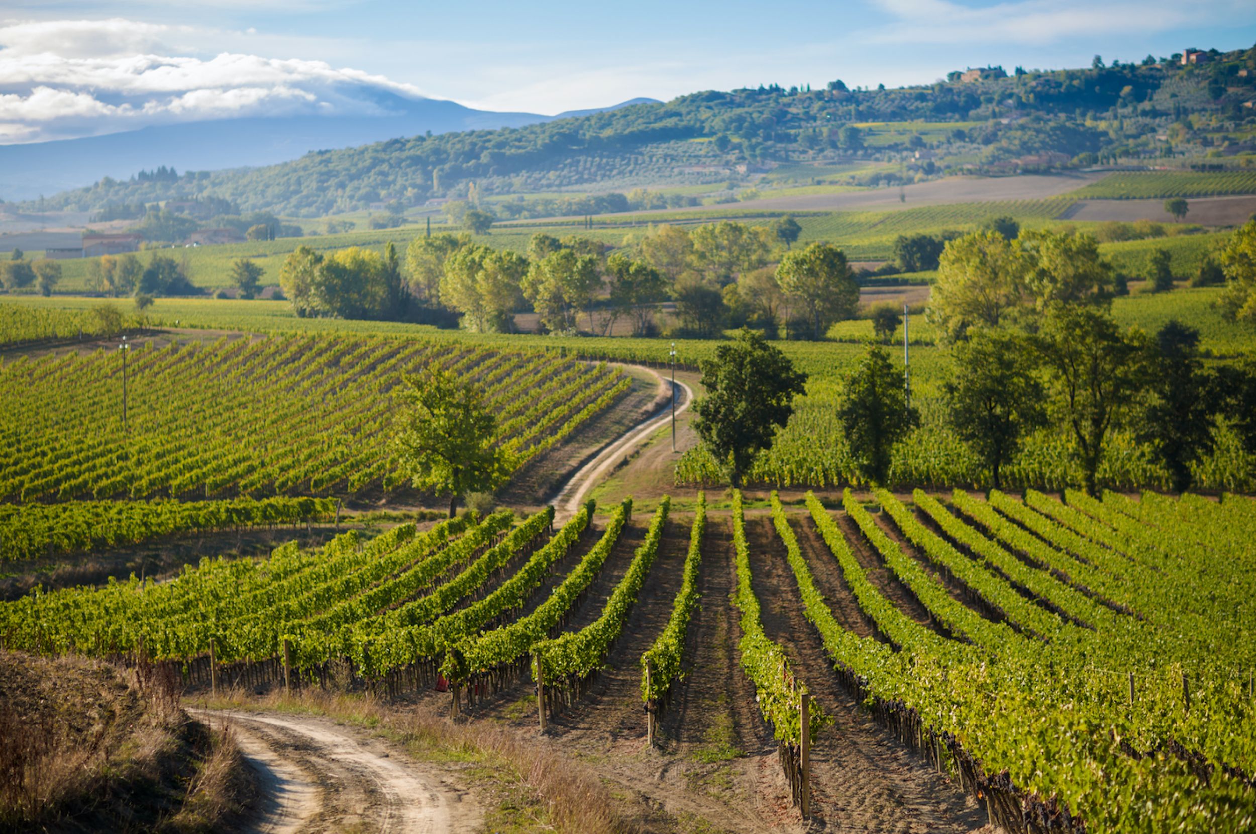 Brunello di Montalcino - Tuscan Wine Region, Italy